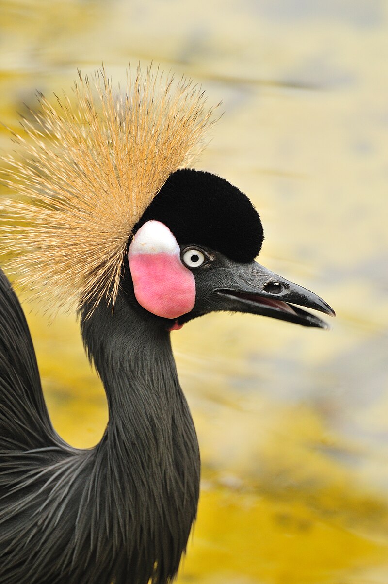 Black Crowned-Crane (Balearica pavonina) photo