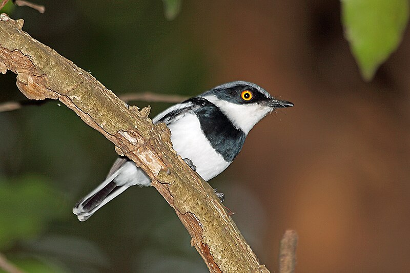 Boulton's Batis (Batis margaritae) photo