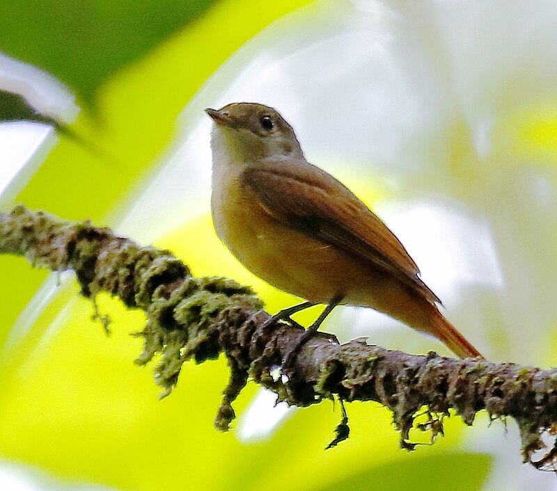 Cinnamon Manakin-Tyrant (Neopipo cinnamomea) photo