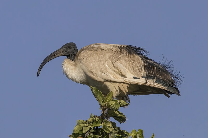 African Sacred Ibis (Threskiornis aethiopicus) photo