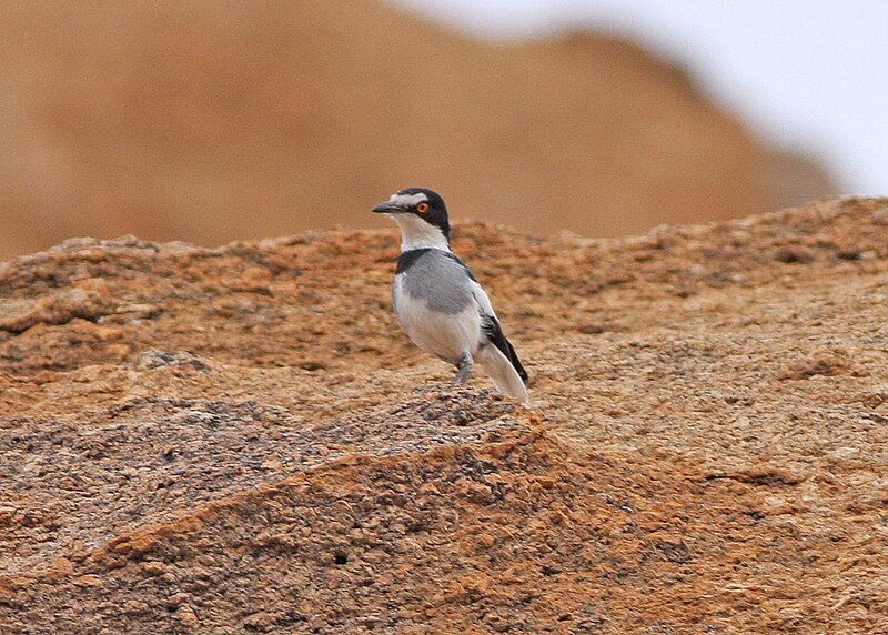 White-tailed Shrike (Lanioturdus torquatus) photo
