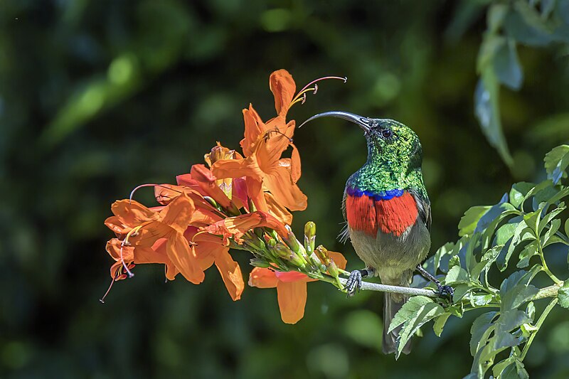 Greater Double-collared Sunbird (Cinnyris afer) photo