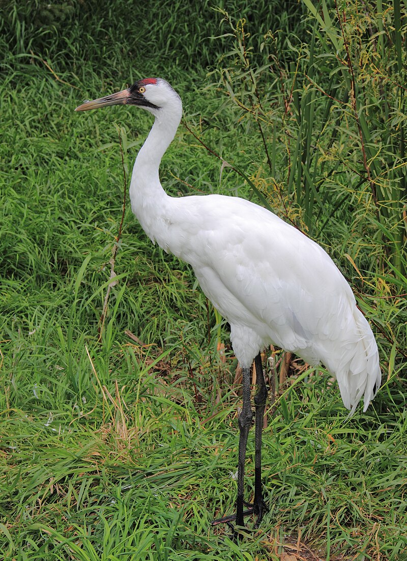 Whooping Crane (Grus americana) photo