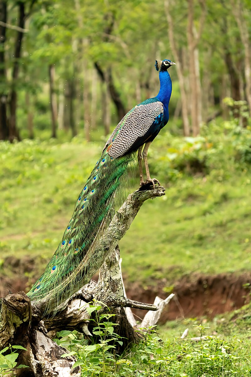 Indian Peafowl (Pavo cristatus) photo