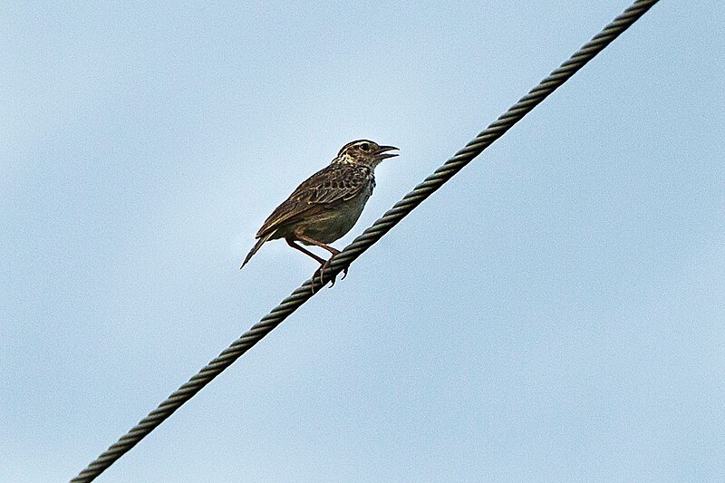 Indochinese Bushlark (Plocealauda erythrocephala) photo