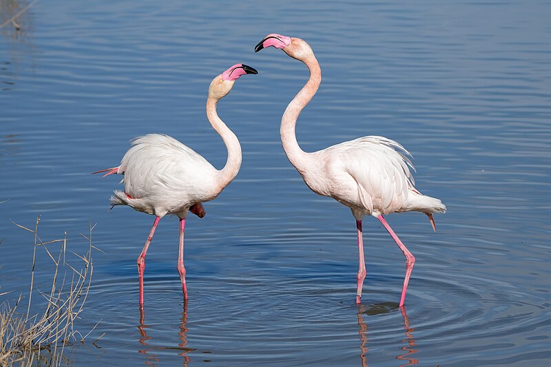 Greater Flamingo (Phoenicopterus roseus) photo