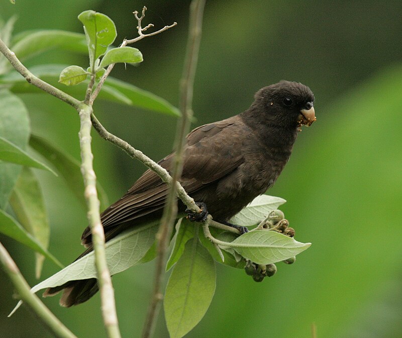 Comoro Black Parrot (Coracopsis sibilans) photo
