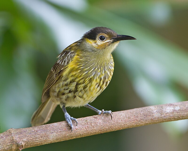 Macleay's Honeyeater (Xanthotis macleayanus) photo