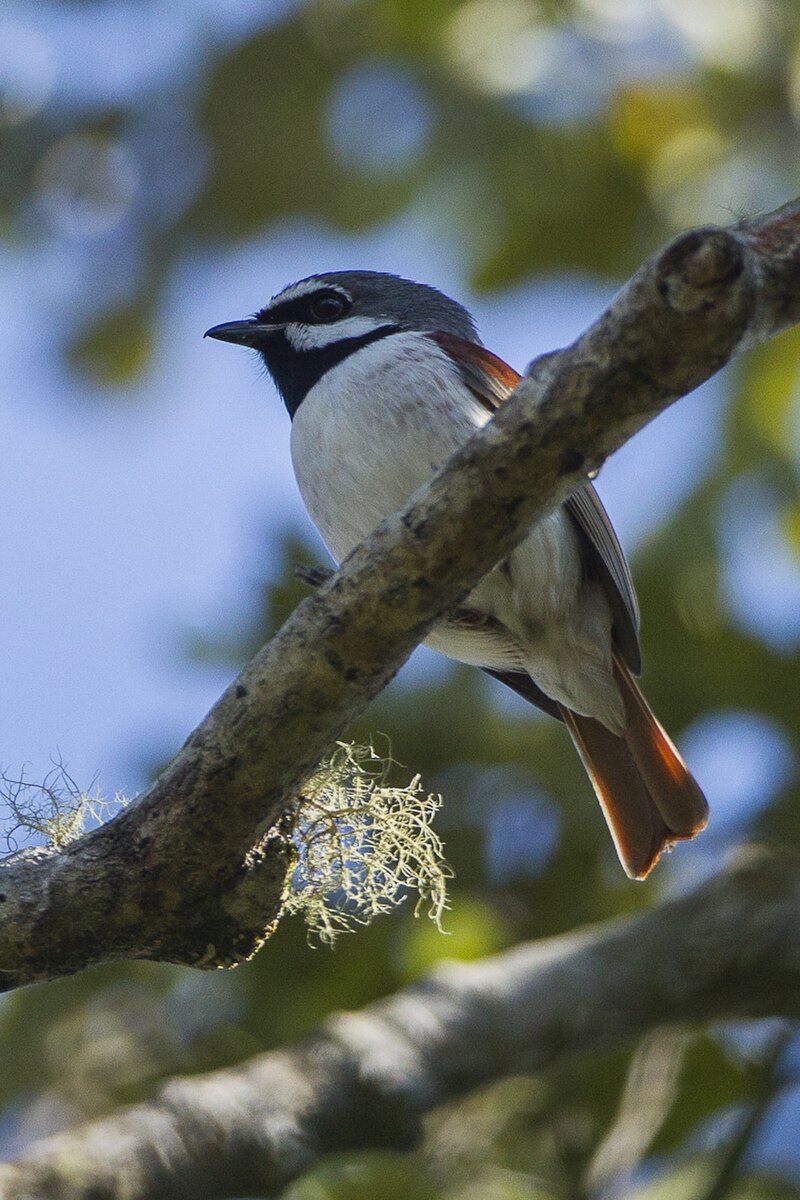 Red-tailed Vanga (Calicalicus madagascariensis) photo