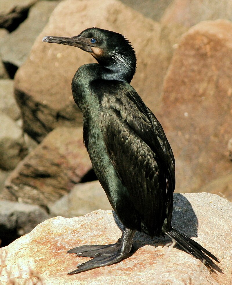 Brandt's Cormorant (Urile penicillatus) photo