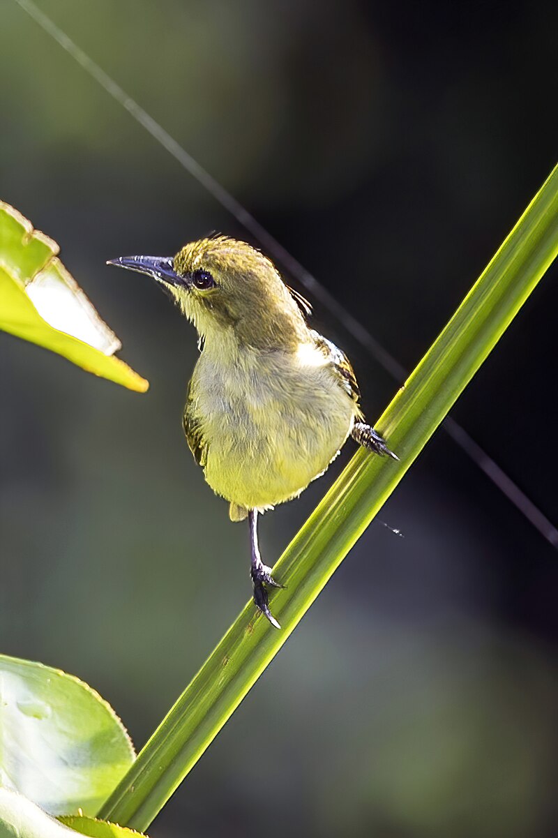 Little Green Sunbird (Anthreptes seimundi) photo