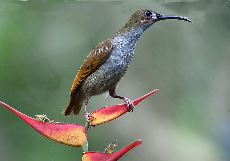 Naked-faced Spiderhunter (Arachnothera clarae) photo
