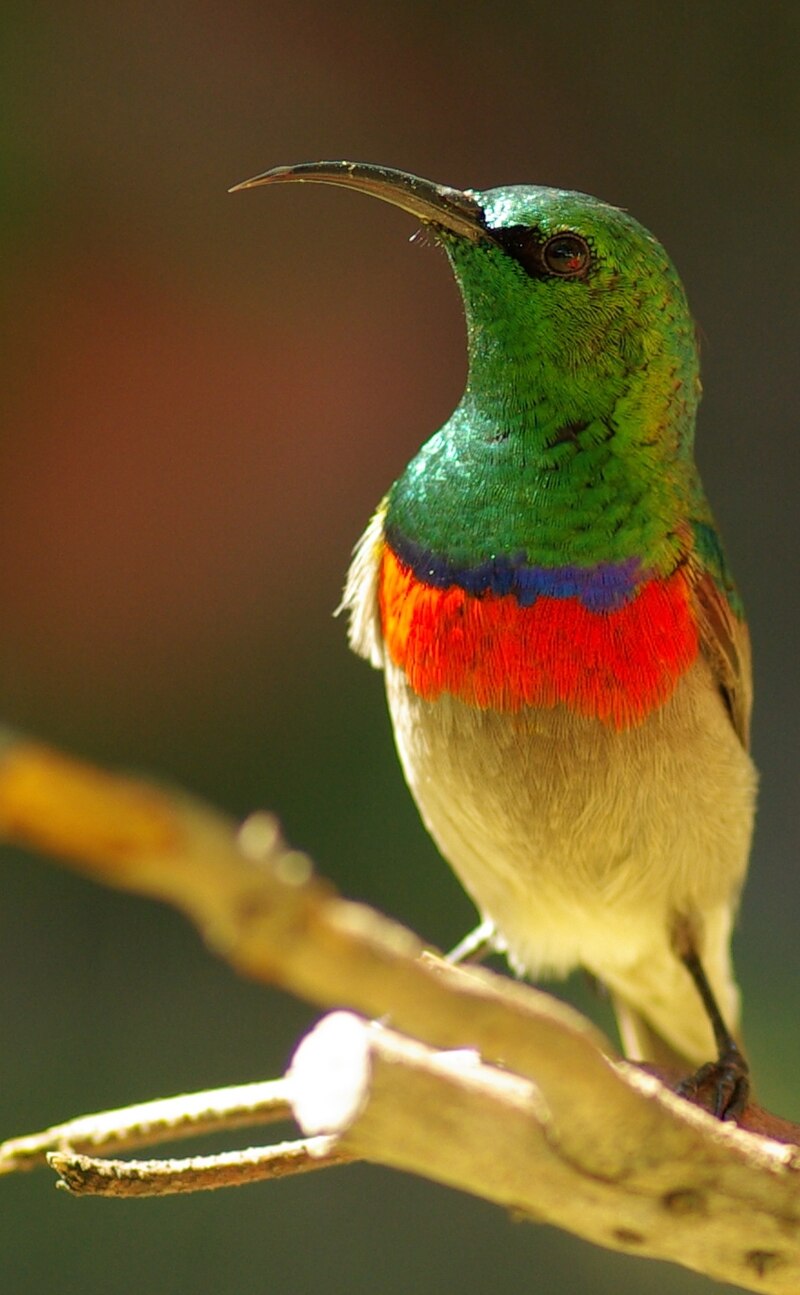 Southern Double-collared Sunbird (Cinnyris chalybeus) photo