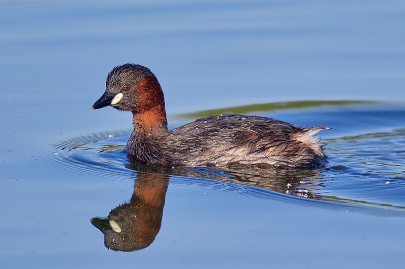 Little Grebe (Tachybaptus ruficollis) photo