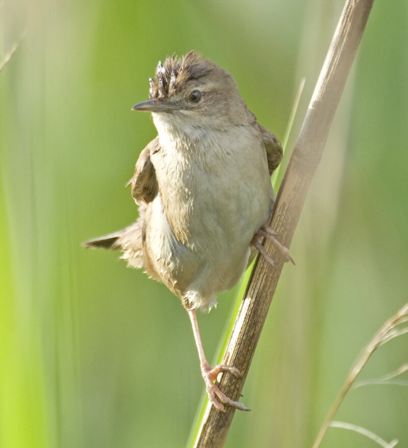 Savi's Warbler (Locustella luscinioides) photo