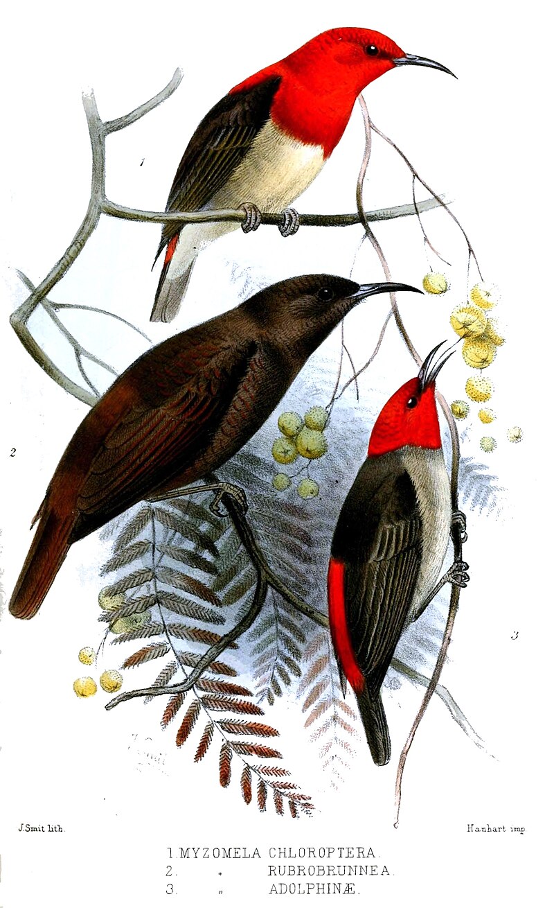 Biak Myzomela (Myzomela rubrobrunnea) photo