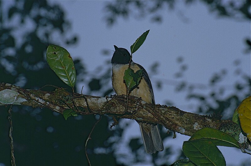 Tylas Vanga (Tylas eduardi) photo