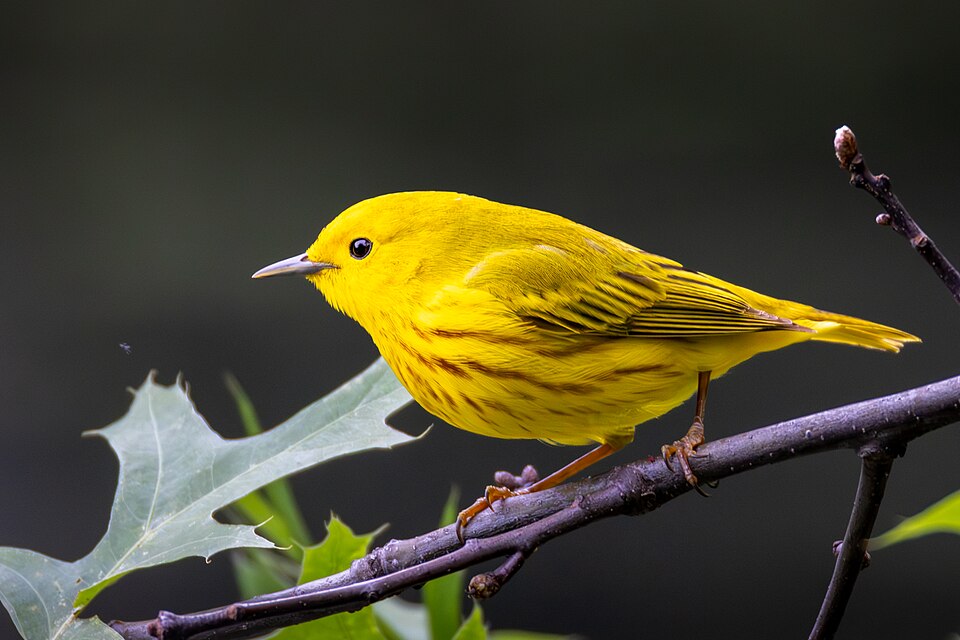 Yellow Warbler (Setophaga petechia)