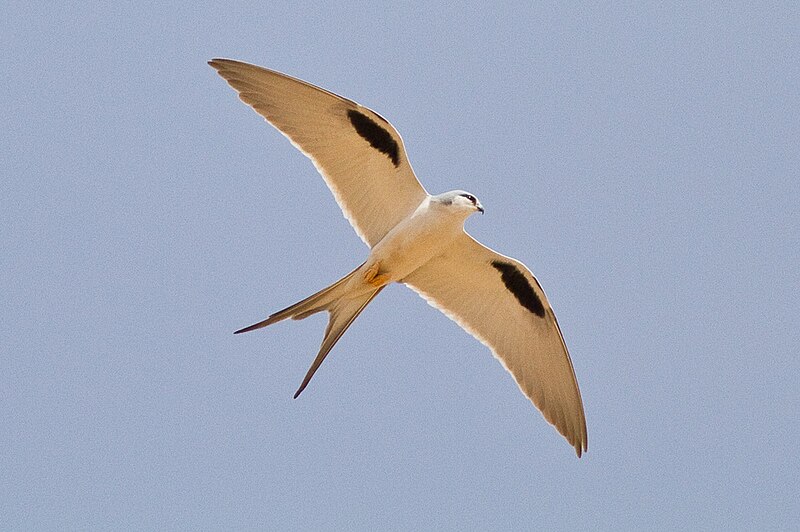Scissor-tailed Kite (Chelictinia riocourii) photo