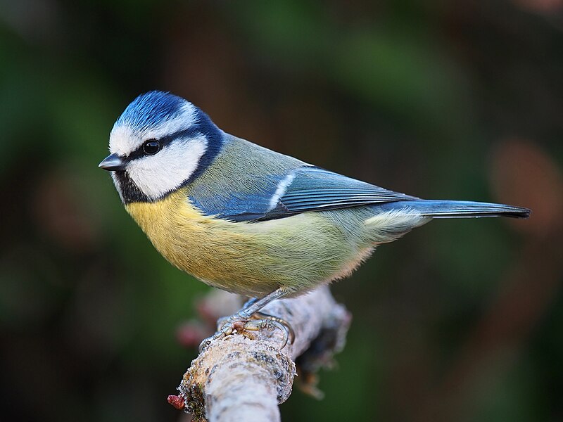 Eurasian Blue Tit (Cyanistes caeruleus) photo