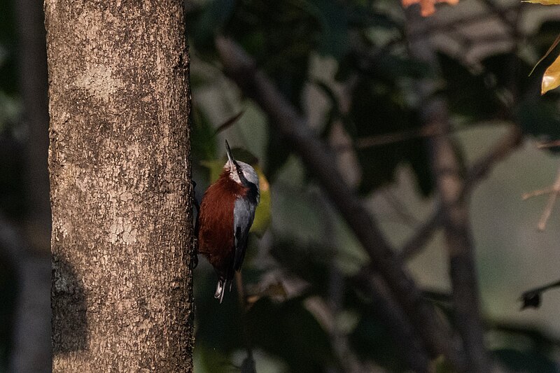 Indian Nuthatch (Sitta castanea) photo