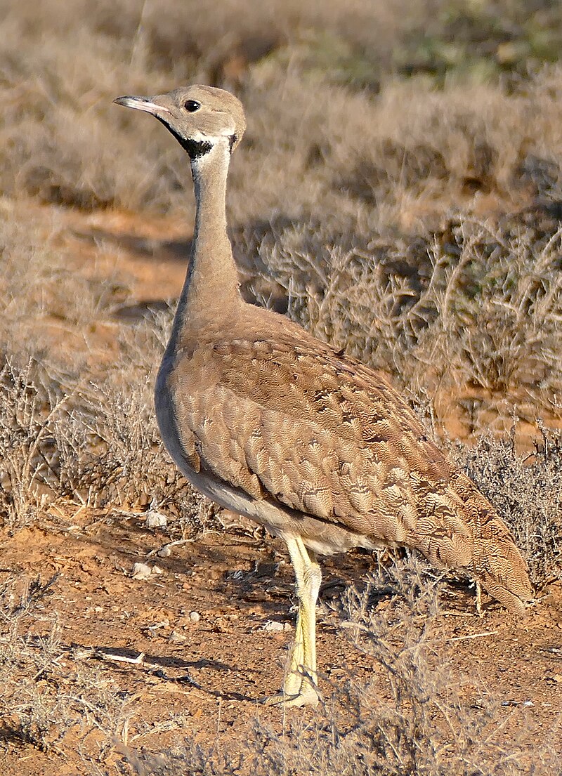 Karoo Bustard (Heterotetrax vigorsii) photo