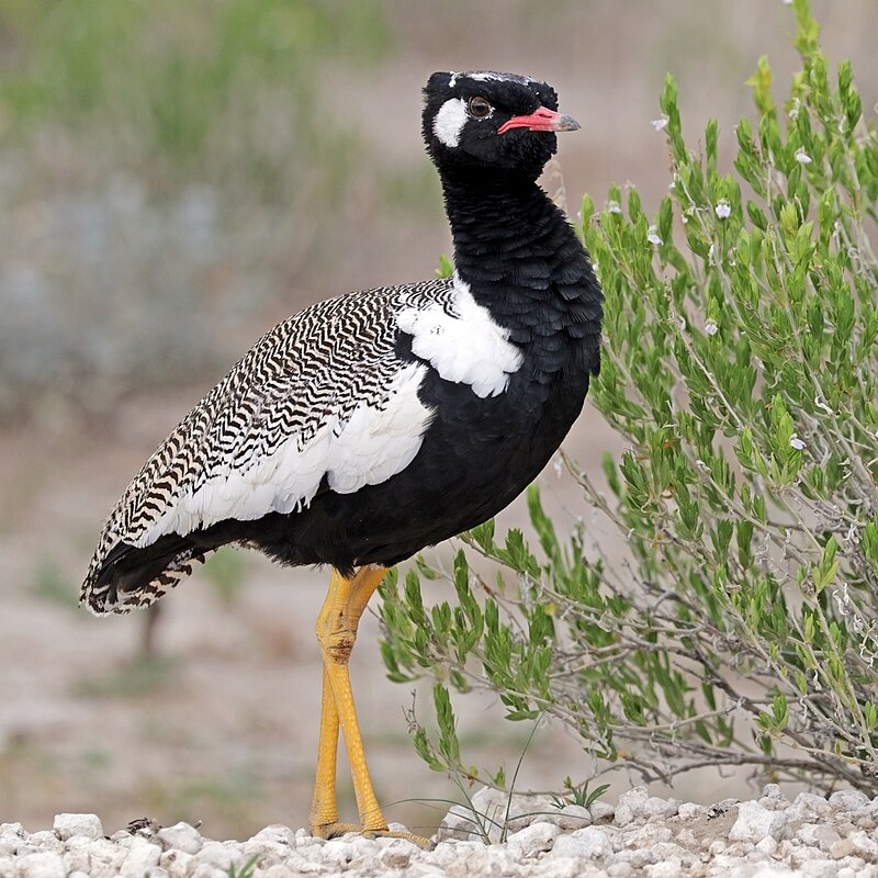White-quilled Bustard (Afrotis afraoides) photo