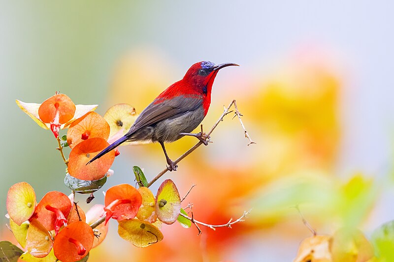 Crimson Sunbird (Aethopyga siparaja) photo