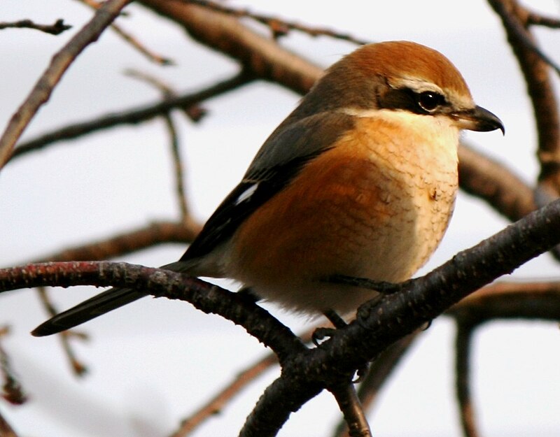 Bull-headed Shrike (Lanius bucephalus) photo