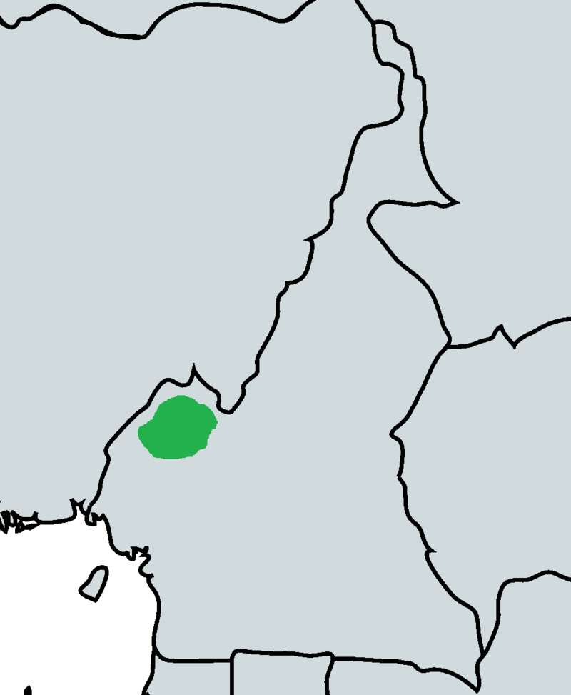 Banded Wattle-eye (Platysteira laticincta) photo