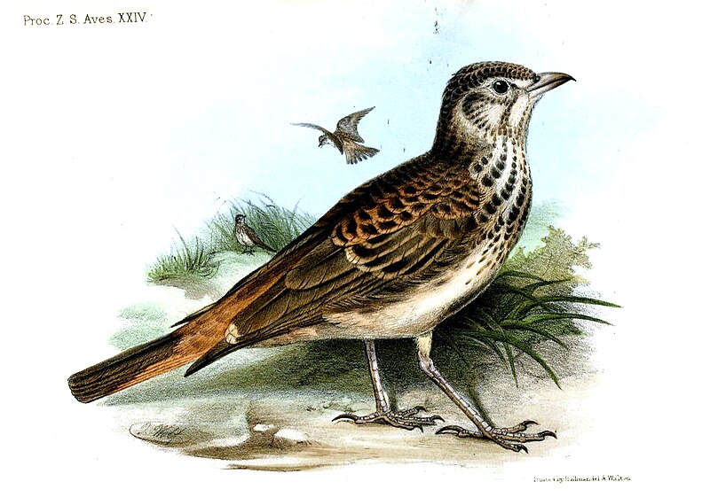 Rufous-rumped Lark (Pinarocorys erythropygia) photo