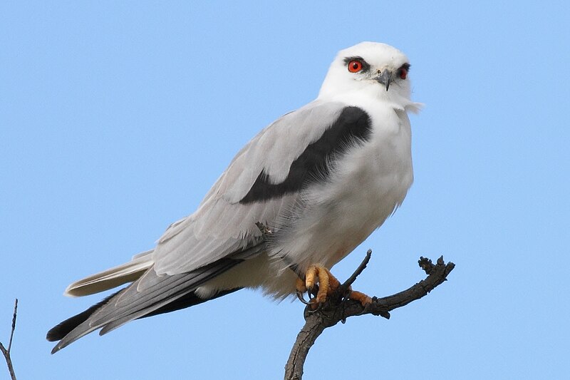 Black-shouldered Kite (Elanus axillaris) photo