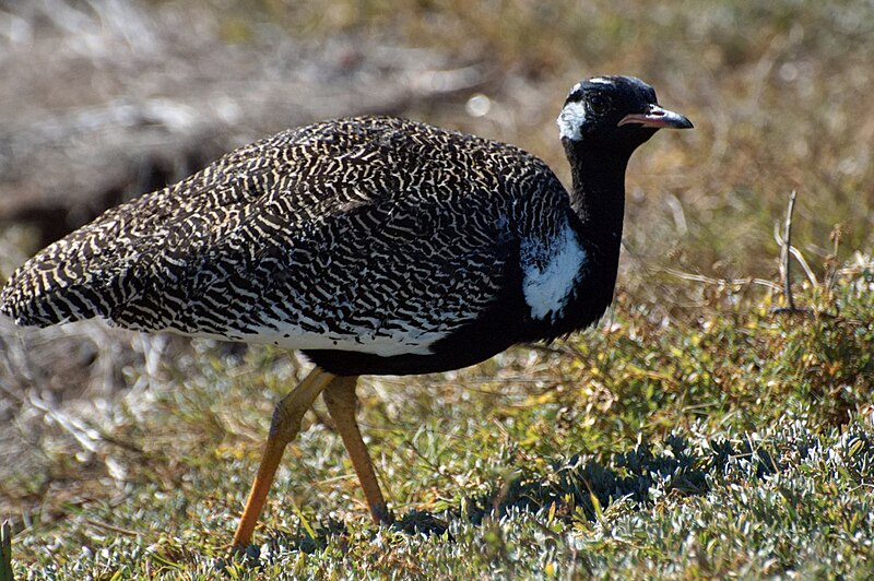 Black Bustard (Afrotis afra) photo