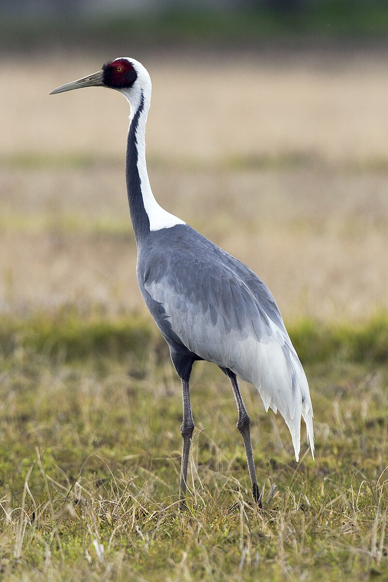 White-naped Crane (Antigone vipio) photo