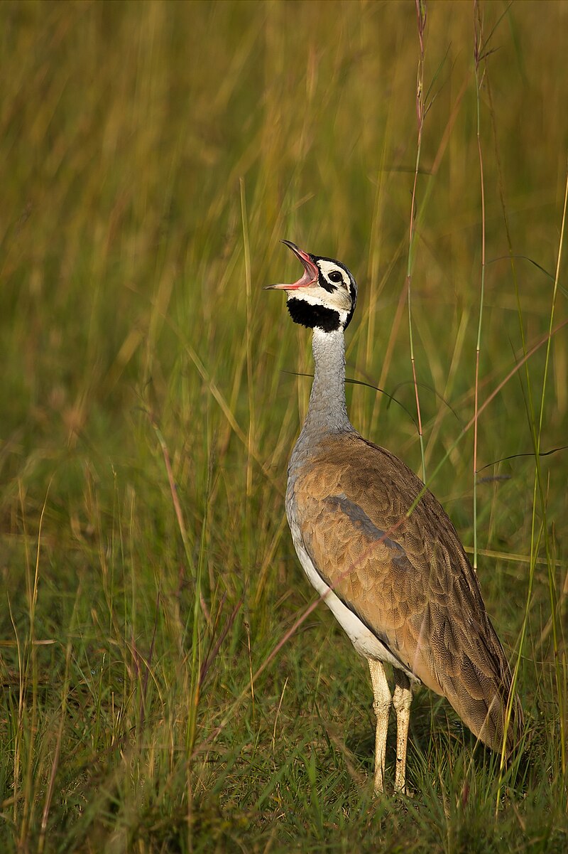 White-bellied Bustard (Eupodotis senegalensis) photo