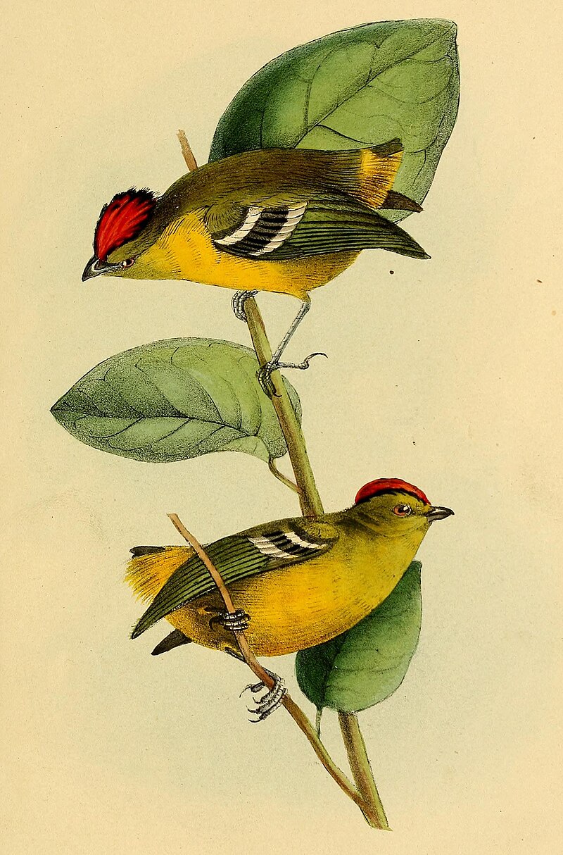 Kinglet Calyptura (Calyptura cristata) photo