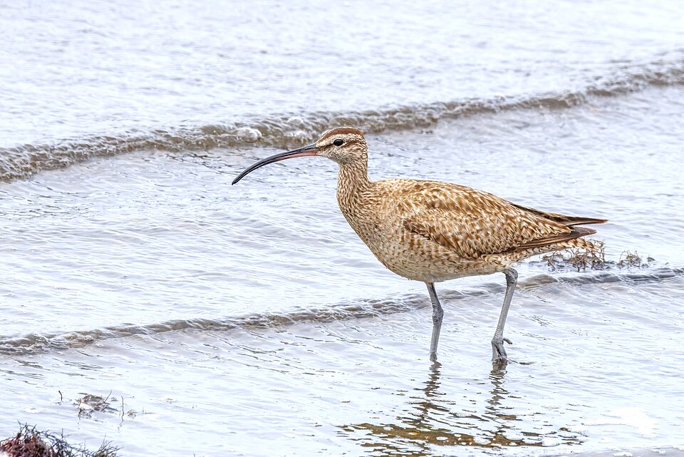Whimbrel (Numenius phaeopus)