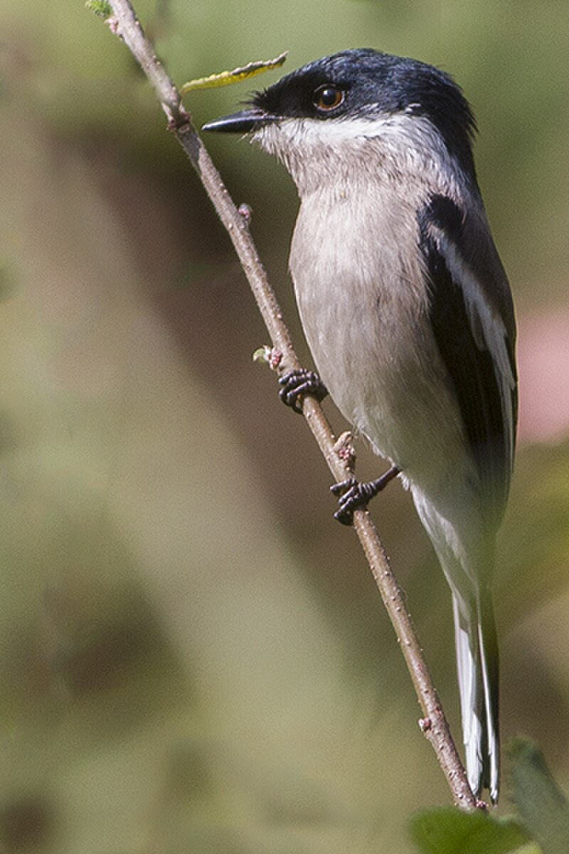 Bar-winged Flycatcher-shrike (Hemipus picatus) photo