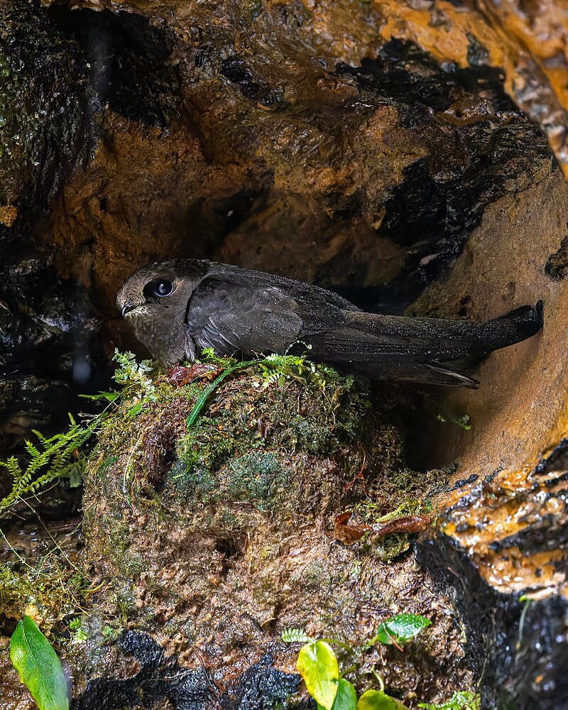 White-chinned Swift (Cypseloides cryptus) photo