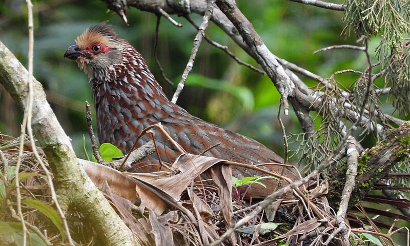 Buffy-crowned Wood-Partridge (Dendrortyx leucophrys) photo