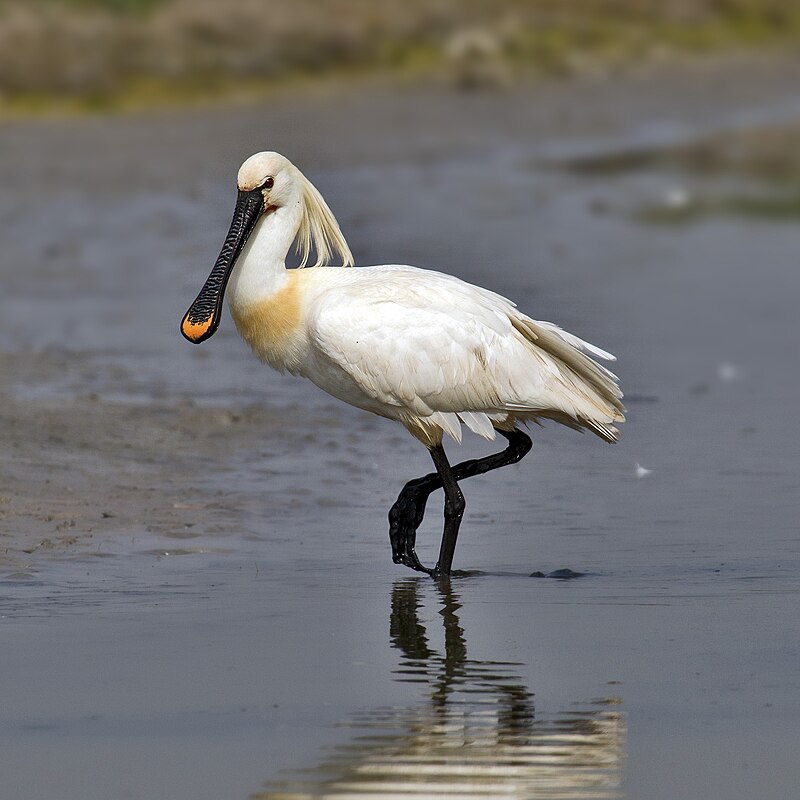 Eurasian Spoonbill (Platalea leucorodia) photo