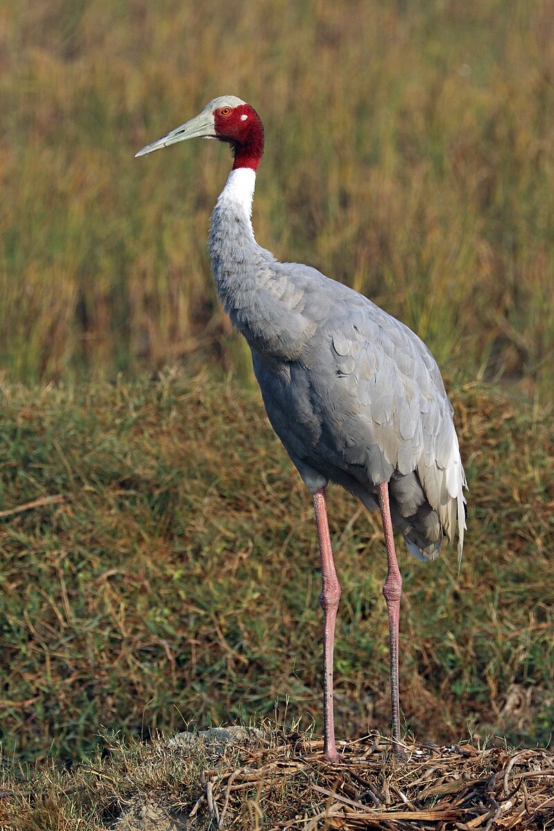 Sarus Crane (Antigone antigone) photo
