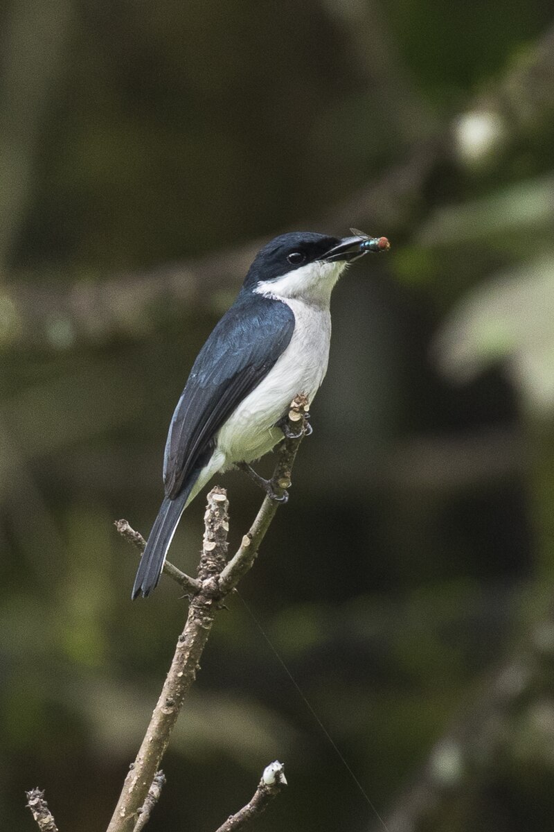 Black-winged Flycatcher-shrike (Hemipus hirundinaceus) photo