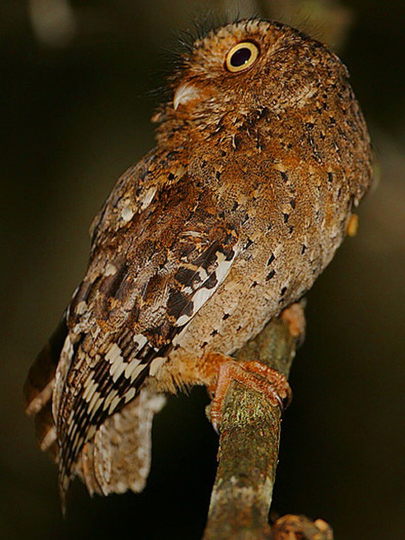 Sokoke Scops-Owl (Otus ireneae) photo