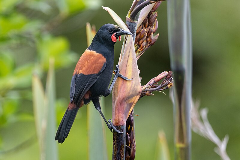 North Island Saddleback (Philesturnus rufusater) photo
