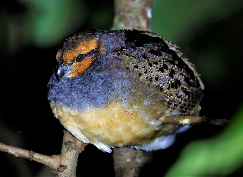 Tawny-faced Quail (Rhynchortyx cinctus) photo