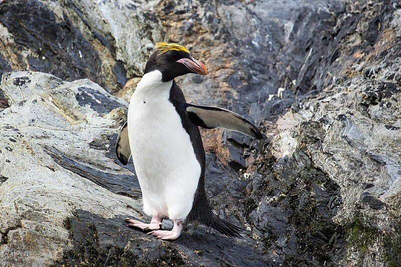 Macaroni Penguin (Eudyptes chrysolophus) photo