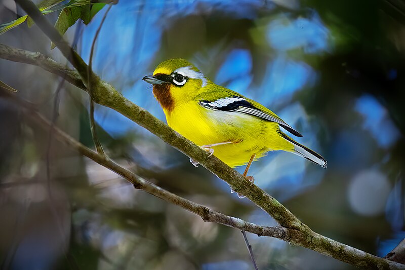 Clicking Shrike-Babbler (Pteruthius intermedius) photo