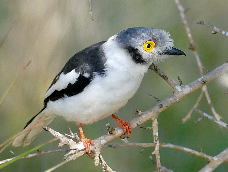White-crested Helmetshrike (Prionops plumatus) photo