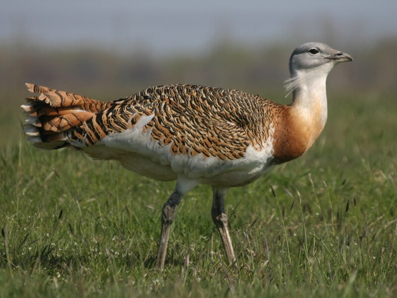 Great Bustard (Otis tarda) photo